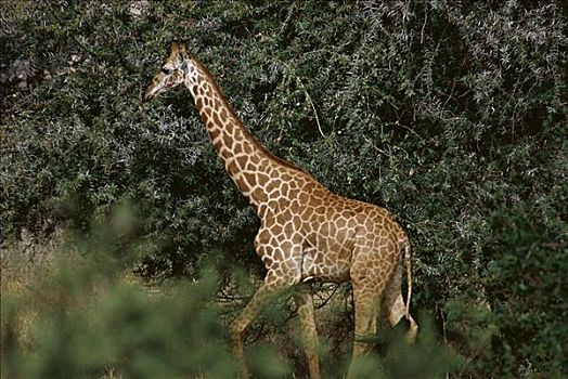长颈鹿,肯尼亚