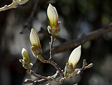 紫玉兰花