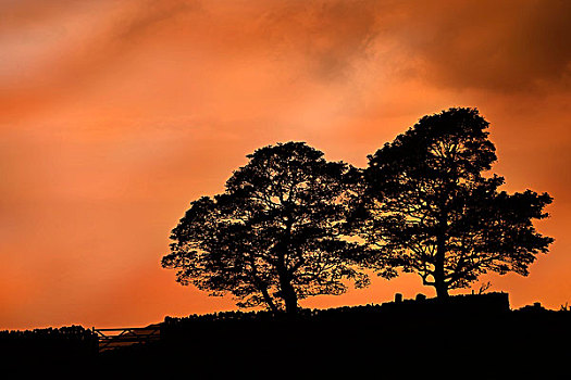 树,剪影,日落,德贝郡,英格兰