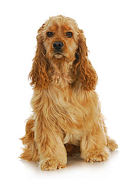 可卡犬