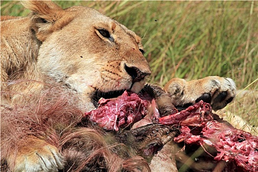 狮子,吃,角马