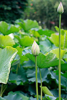 荷花,莲花