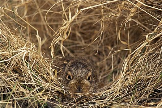 欧洲野兔,幼仔,保护色,干草,窝,欧洲
