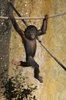 倭黑猩猩,幼仔,玩,绳索,濒危,非洲