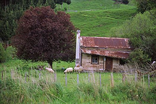 绵羊,房子,新西兰