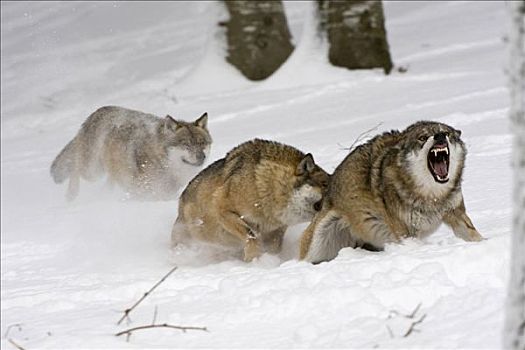 狼,争斗,雪中,户外,围挡,巴伐利亚森林国家公园,巴伐利亚,德国,欧洲