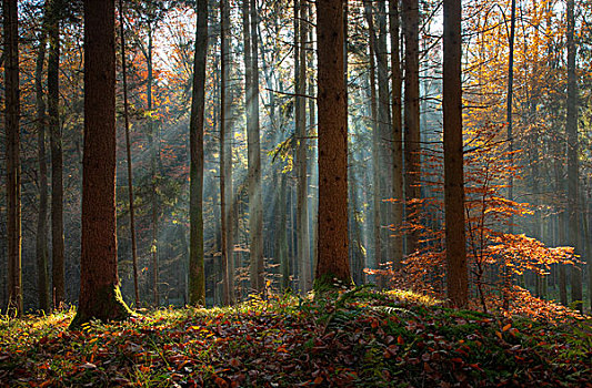 雾,秋天,树林,太阳,光线,施蒂里亚,奥地利,欧洲