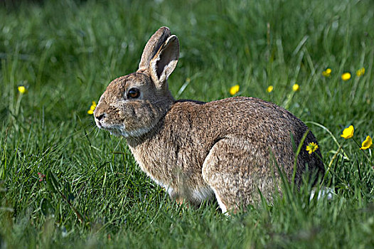 欧洲兔,野生,兔子,兔豚鼠属,成年,花,诺曼底