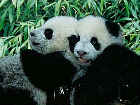 两个,熊猫,幼兽,搂抱,一起,卧龙,四川,中国