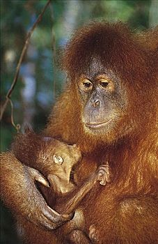 苏门答腊岛,猩猩,哺乳动物,猴子,猿,古农列尤择国家公园,印度尼西亚,亚洲,动物