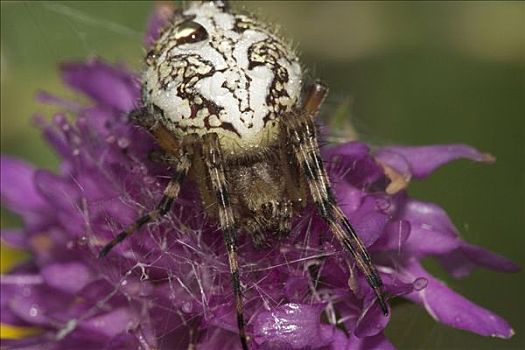 园蛛属,斯洛文尼亚