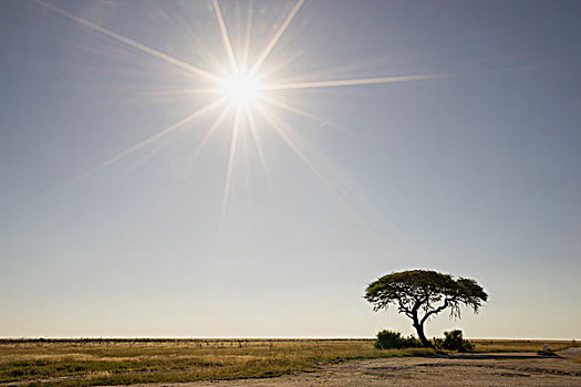 剪影,树,埃托沙国家公园,纳米比亚