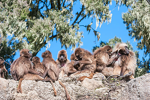 群,狒狒,狮尾狒,石头,塞米恩国家公园,阿姆哈拉族,区域,埃塞俄比亚,非洲
