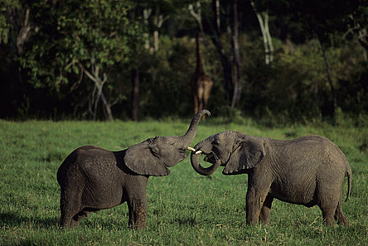 肯尼亚,马赛马拉,幼兽,大象,玩