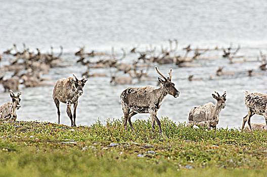 夏天,迁徙,驯鹿属,北方,白鲑,湖,加拿大西北地区,加拿大