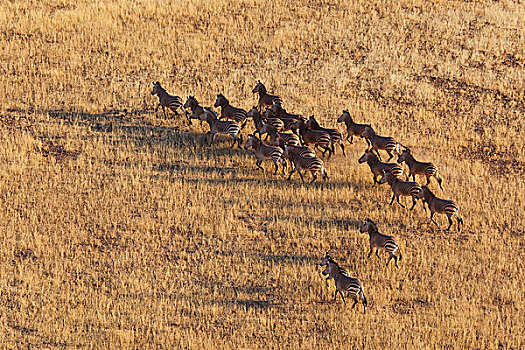 斑马,牧群,纳米布沙漠,纳米比亚