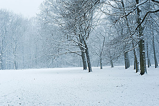 雪地白茫茫