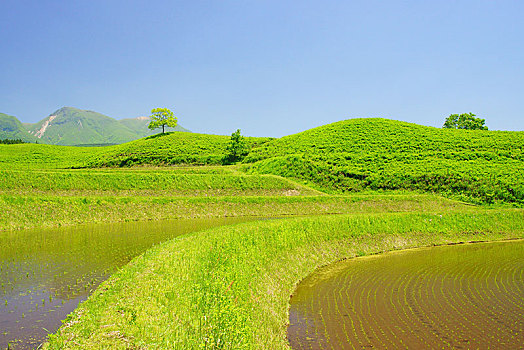 稻米梯田,翠绿