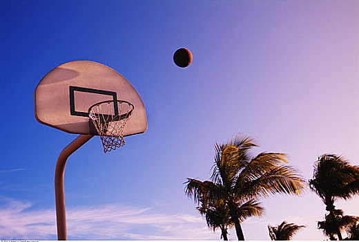 篮网,棕榈树