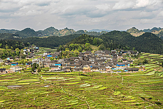 稻米梯田,贵州,中国