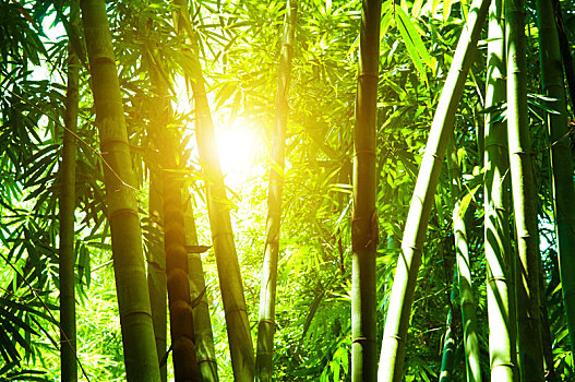 竹林,阳光