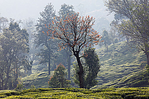 茶园,树,高地,西高止山,喀拉拉,印度,南亚,亚洲
