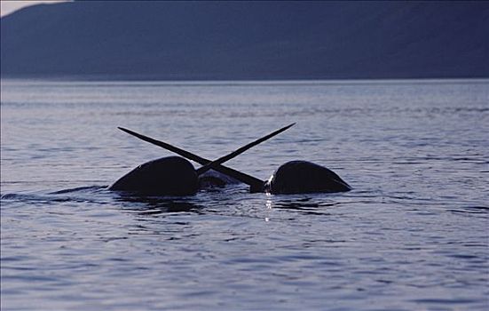独角鲸,一角鲸,两个男人,争斗,巴芬岛,加拿大