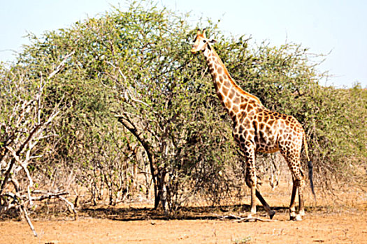 模糊,南非,野生动物,自然保护区,野生,长颈鹿