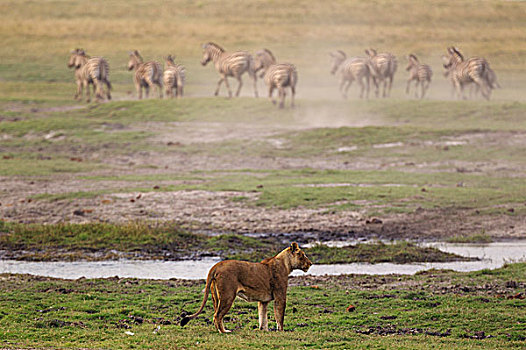 狮子,雌狮,猎捕,斑马,乔贝国家公园,博茨瓦纳,非洲