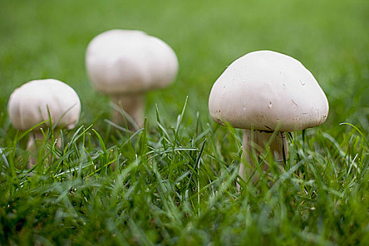 蘑菇,草丛