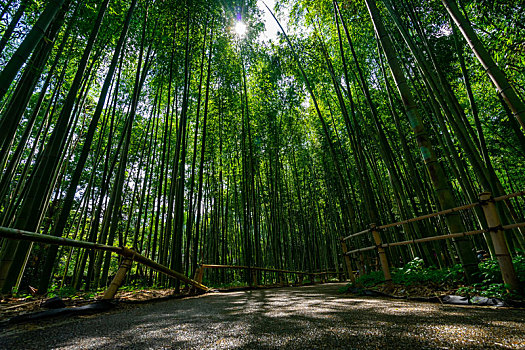 日本京都嵯峨野岚山竹林风光