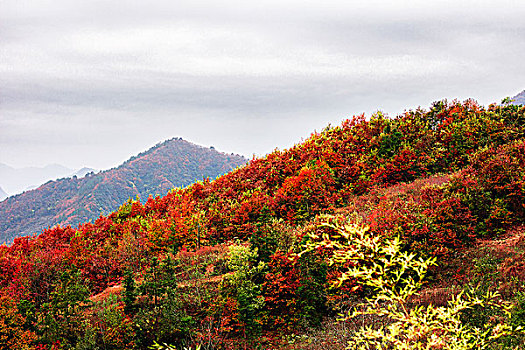 大山红叶