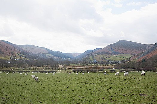 山峦,绵羊,地点,北威尔士