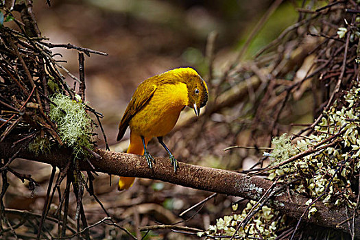 金色,园丁鸟,国家公园,昆士兰,澳大利亚