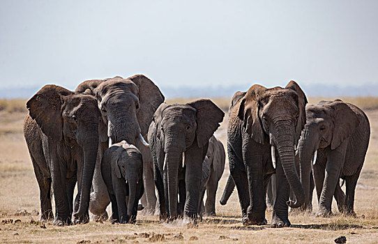 非洲大象092
