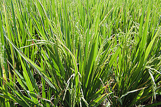 稻米,植物,稻,稻田,巴厘岛,印度尼西亚,亚洲