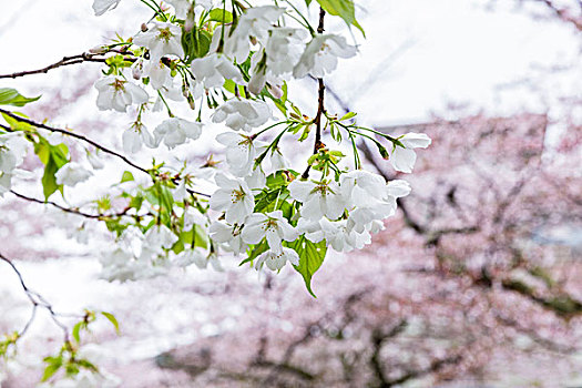 花,樱桃树,特写,小路,京都,关东地区,本州,日本