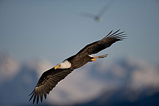 美国,阿拉斯加,白头鹰,海雕属,雕,飞行,高处,卡契马克湾