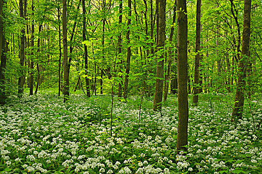 树林,盛开,野蒜,春天,黑森州,德国