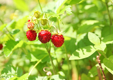 高山草莓图片