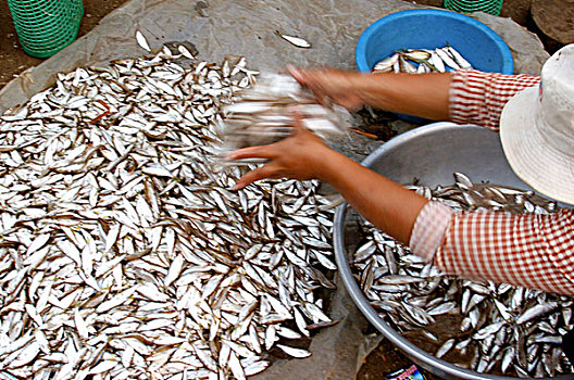 亚洲,柬埔寨,女人,分类,小,鱼,早晨,市场
