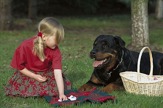 罗特韦尔犬,狗,野餐,女孩