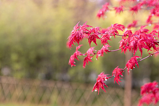 花卉