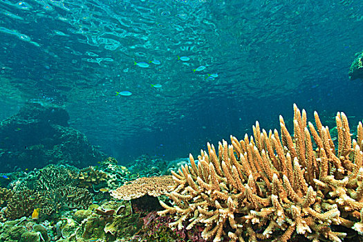 浅,健康,硬珊瑚,礁石,四王群岛,区域,巴布亚岛,伊里安查亚省