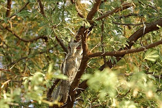 小猫头鹰,奥卡万戈三角洲,博茨瓦纳