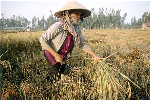 越南,湄公河三角洲,女人,收获,稻米