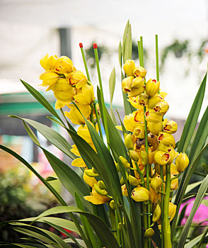 盛开的大花蕙兰花朵特写