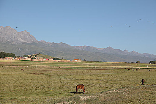 甘孜藏民,新路海,草原,牛羊