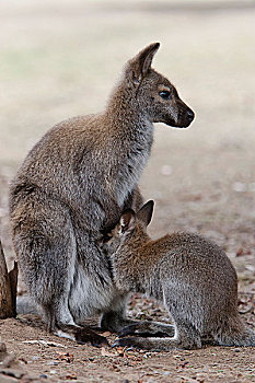 红颈袋鼠,小袋鼠,栖息地,塔斯马尼亚,物种,生活方式,澳大利亚人,大陆,澳大利亚