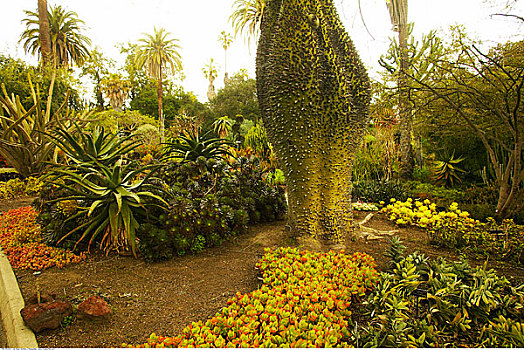 树,植物园,帕萨迪纳,加利福尼亚,美国